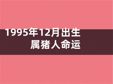 1995年12月出生属猪人命运