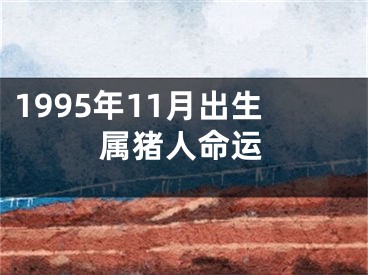 1995年11月出生属猪人命运