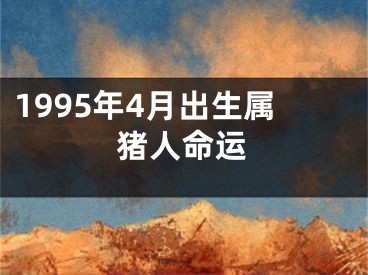 1995年4月出生属猪人命运