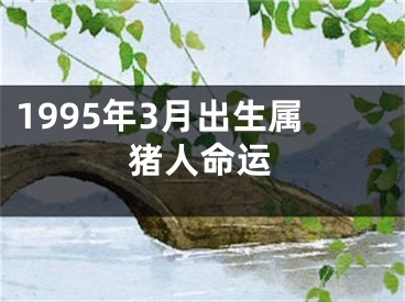1995年3月出生属猪人命运
