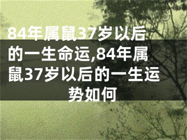 84年属鼠37岁以后的一生命运,84年属鼠37岁以后的一生运势如何
