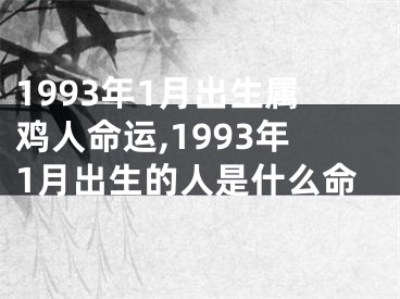 1993年1月出生属鸡人命运,1993年1月出生的人是什么命