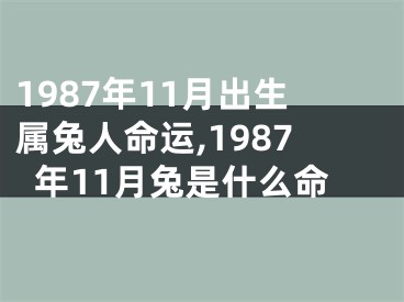 1987年11月出生属兔人命运,1987年11月兔是什么命