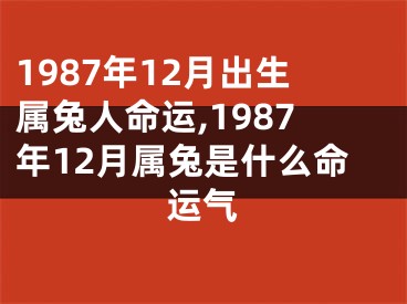 1987年12月出生属兔人命运,1987年12月属兔是什么命运气