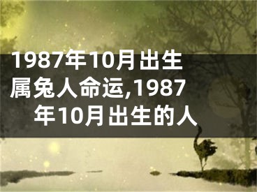 1987年10月出生属兔人命运,1987年10月出生的人