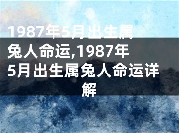1987年5月出生属兔人命运,1987年5月出生属兔人命运详解