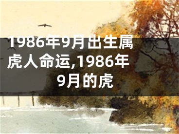 1986年9月出生属虎人命运,1986年9月的虎