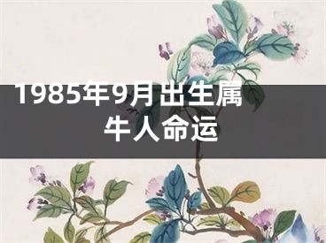 1985年9月出生属牛人命运