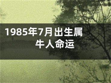 1985年7月出生属牛人命运