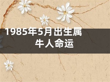1985年5月出生属牛人命运