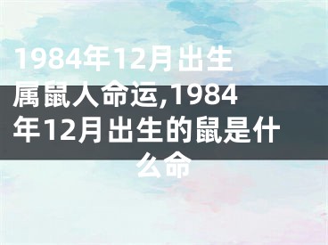 1984年12月出生属鼠人命运,1984年12月出生的鼠是什么命