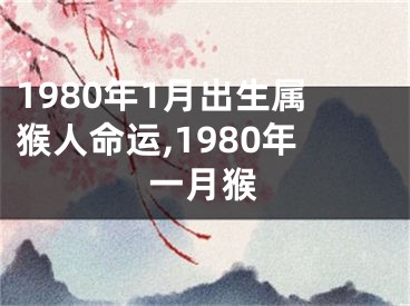 1980年1月出生属猴人命运,1980年一月猴