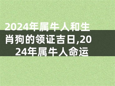 2024年属牛人和生肖狗的领证吉日,2024年属牛人命运