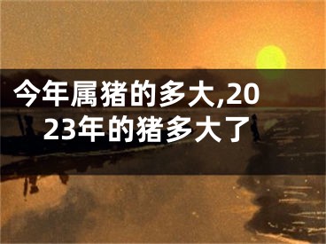 今年属猪的多大,2023年的猪多大了