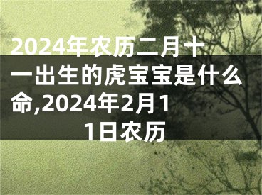 2024年农历二月十一出生的虎宝宝是什么命,2024年2月11日农历
