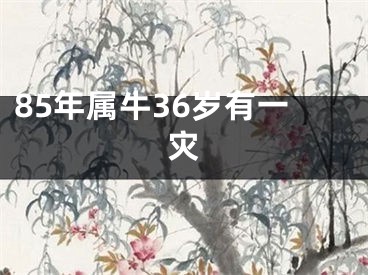 85年属牛36岁有一灾