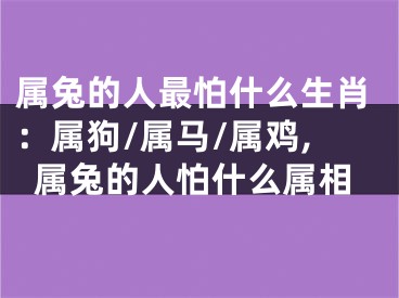 属兔的人最怕什么生肖：属狗/属马/属鸡,属兔的人怕什么属相
