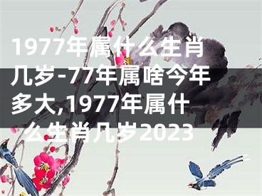 1977年属什么生肖几岁-77年属啥今年多大,1977年属什么生肖几岁2023