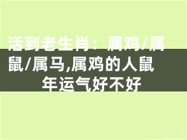 活到老生肖：属鸡/属鼠/属马,属鸡的人鼠年运气好不好