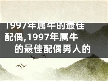 1997年属牛的最佳配偶,1997年属牛的最佳配偶男人的