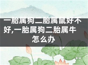 一胎属狗二胎属鼠好不好,一胎属狗二胎属牛怎么办