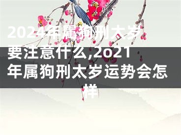 2024年属狗刑太岁要注意什么,2o21年属狗刑太岁运势会怎样