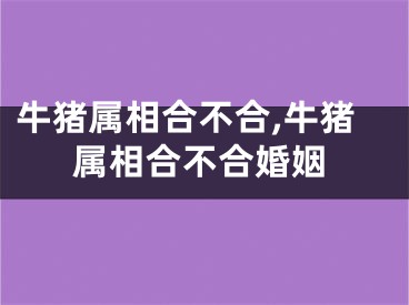 牛猪属相合不合,牛猪属相合不合婚姻