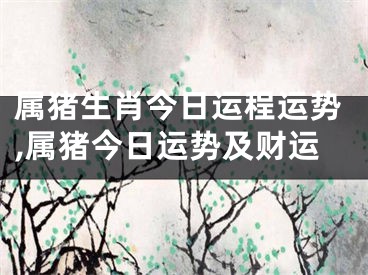 属猪生肖今日运程运势,属猪今日运势及财运