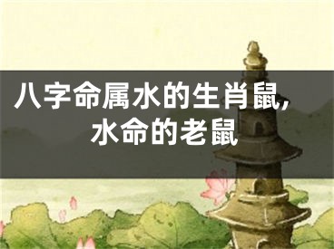 八字命属水的生肖鼠,水命的老鼠