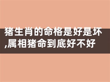 猪生肖的命格是好是坏,属相猪命到底好不好