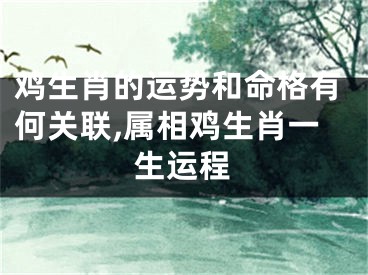 鸡生肖的运势和命格有何关联,属相鸡生肖一生运程
