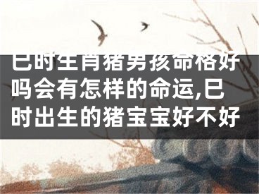 巳时生肖猪男孩命格好吗会有怎样的命运,巳时出生的猪宝宝好不好