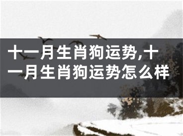十一月生肖狗运势,十一月生肖狗运势怎么样