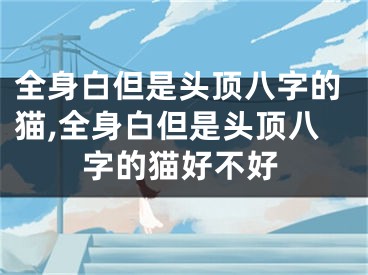 全身白但是头顶八字的猫,全身白但是头顶八字的猫好不好