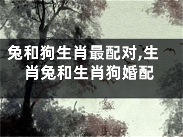 兔和狗生肖最配对,生肖兔和生肖狗婚配