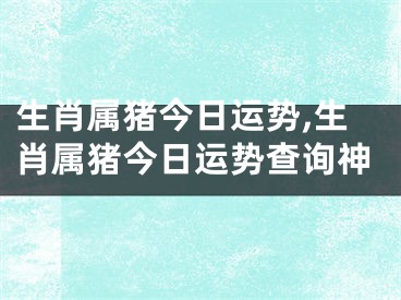 生肖属猪今日运势,生肖属猪今日运势查询神