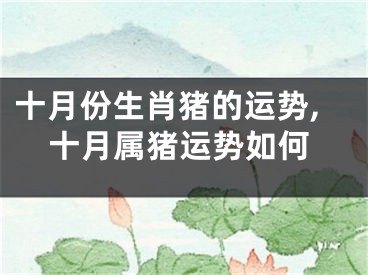 十月份生肖猪的运势,十月属猪运势如何