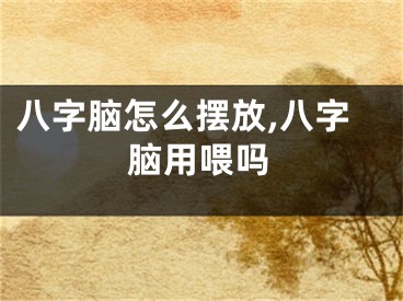 八字脑怎么摆放,八字脑用喂吗