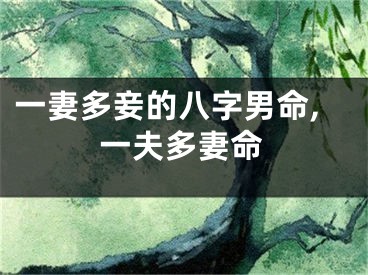 一妻多妾的八字男命,一夫多妻命