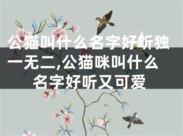 公猫叫什么名字好听独一无二,公猫咪叫什么名字好听又可爱