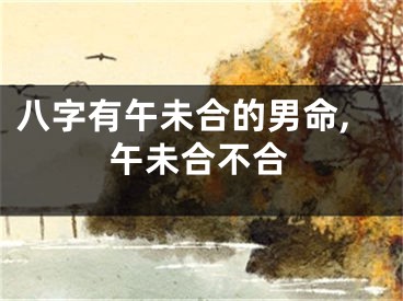 八字有午未合的男命,午未合不合